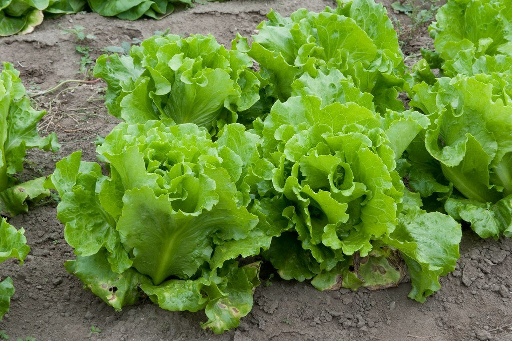 Lettuce Vegetable Seeds for Planting