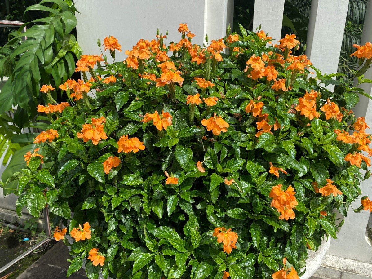 Orange Marmalade Flower seeds for Planting - Cut Flower Favorite, Heirloom & GMO Free Seeds for Home Garden