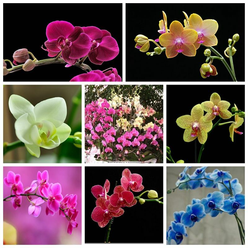 Heirloom Phalaenopsis Orchid Flower seeds blooming in flower beds, containers, borders, and pollinator-friendly gardens