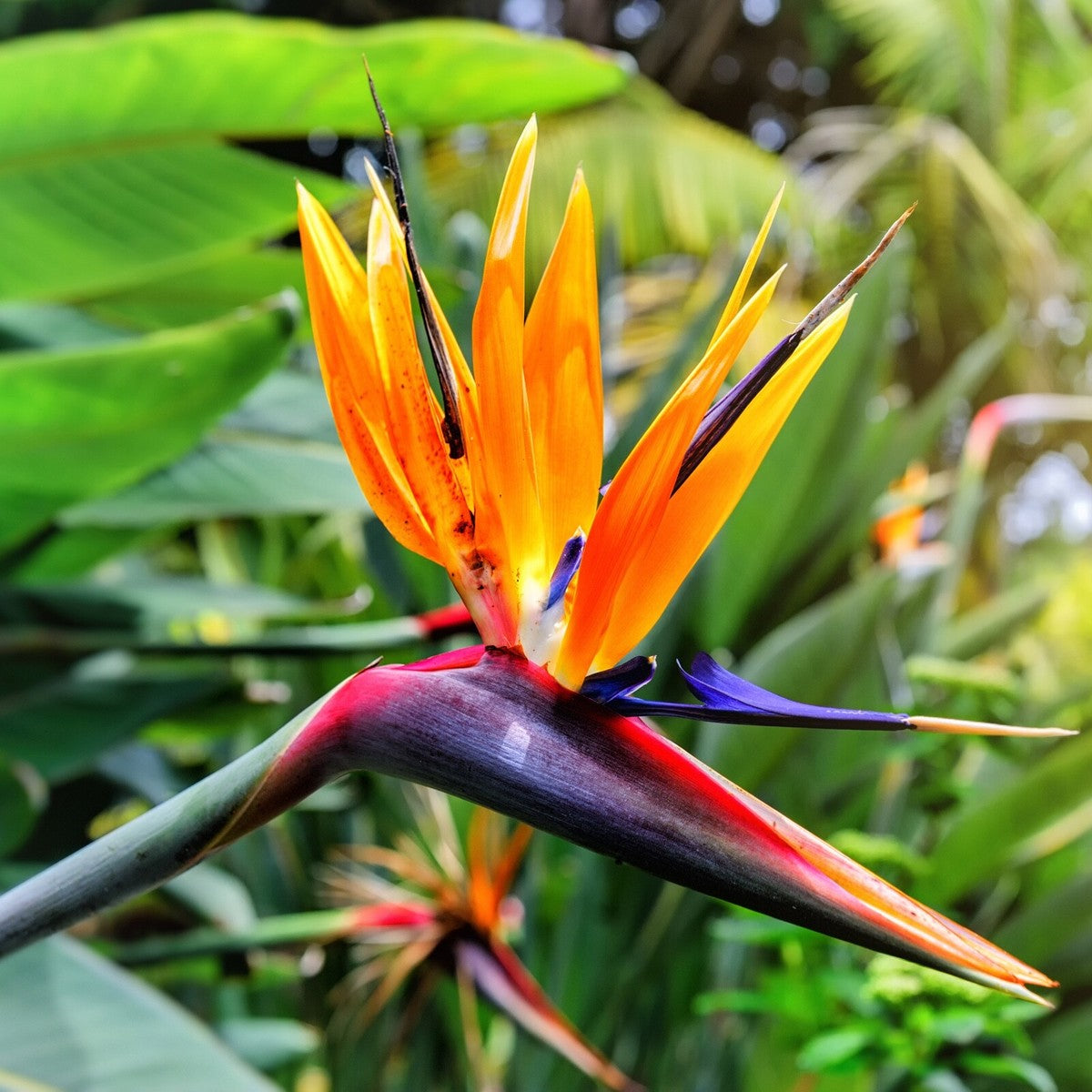 Orange & Violet Strelitzia Seeds - Perfect for Planting