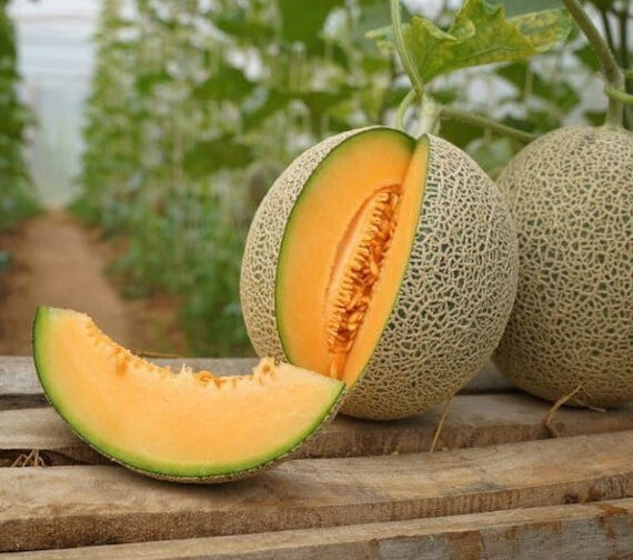 Fresh Melon Cantaloupe Seeds for a Vibrant Summer Harvest
