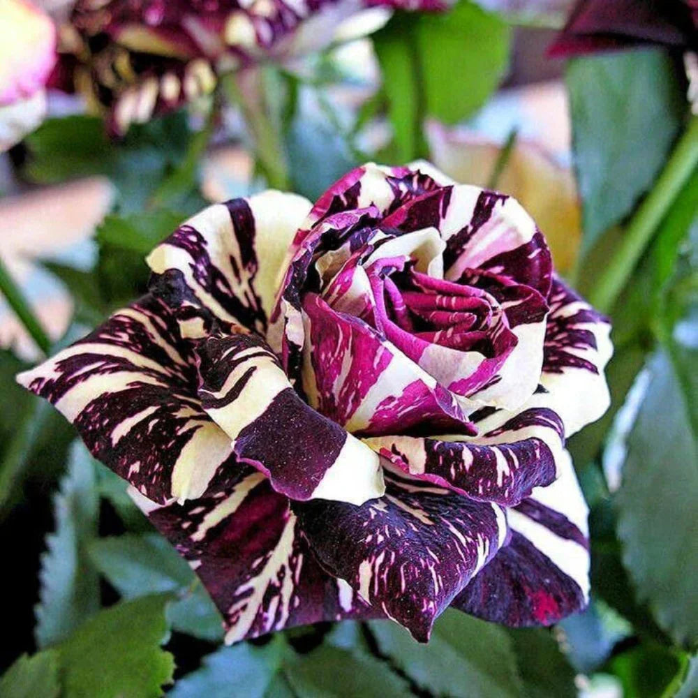 Betty Boop Rose Seeds for Planting | Vibrant Pink Blooms for Your Garden