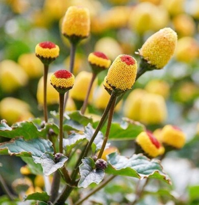 Spilanthes Flower Planting for Colorful Gardens Seeds for Vibrant and Unique Blooms