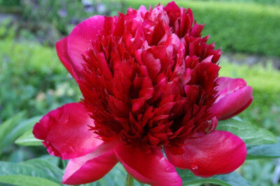 Peony "First Red" Seeds