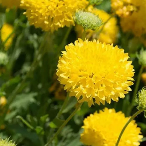 Gaillardia Sundance Flower seeds blooming in flower beds, containers, borders, and pollinator-friendly gardens