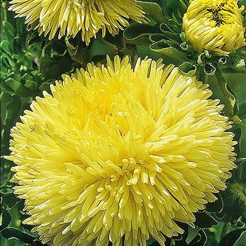 Dark Yellow China Aster Flower Seeds for Planting Premium Quality Heirloom & GMO Free Seeds for Home Garden
Sale