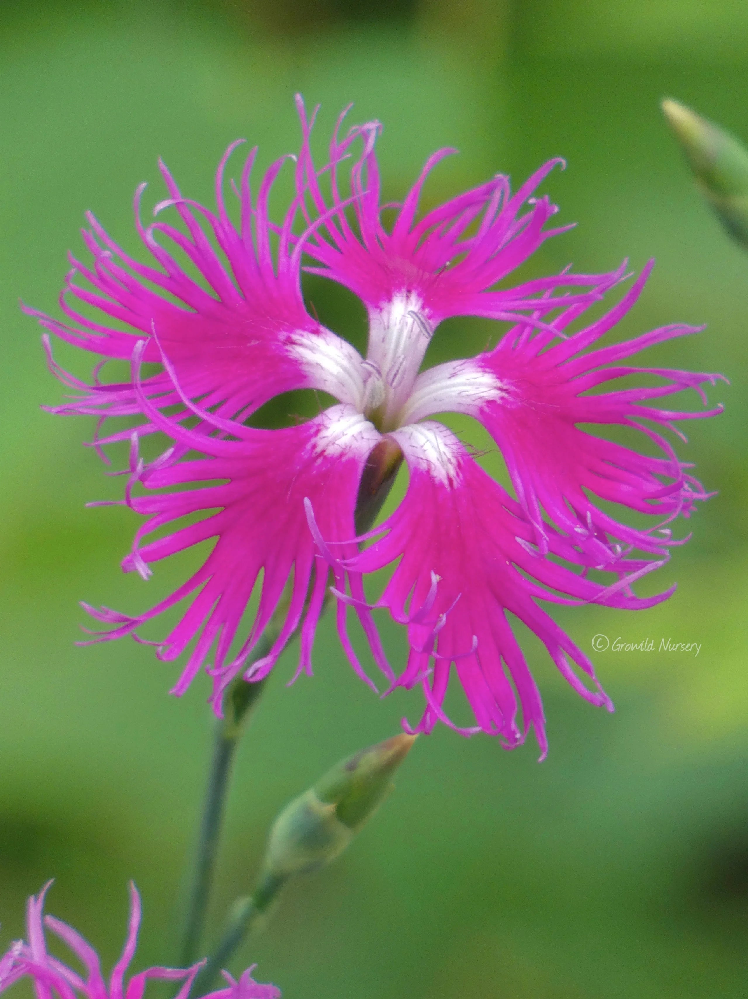 Fringed Flower seeds for Planting Sun Loving Heirloom & GMO Free Seeds for Home Garden