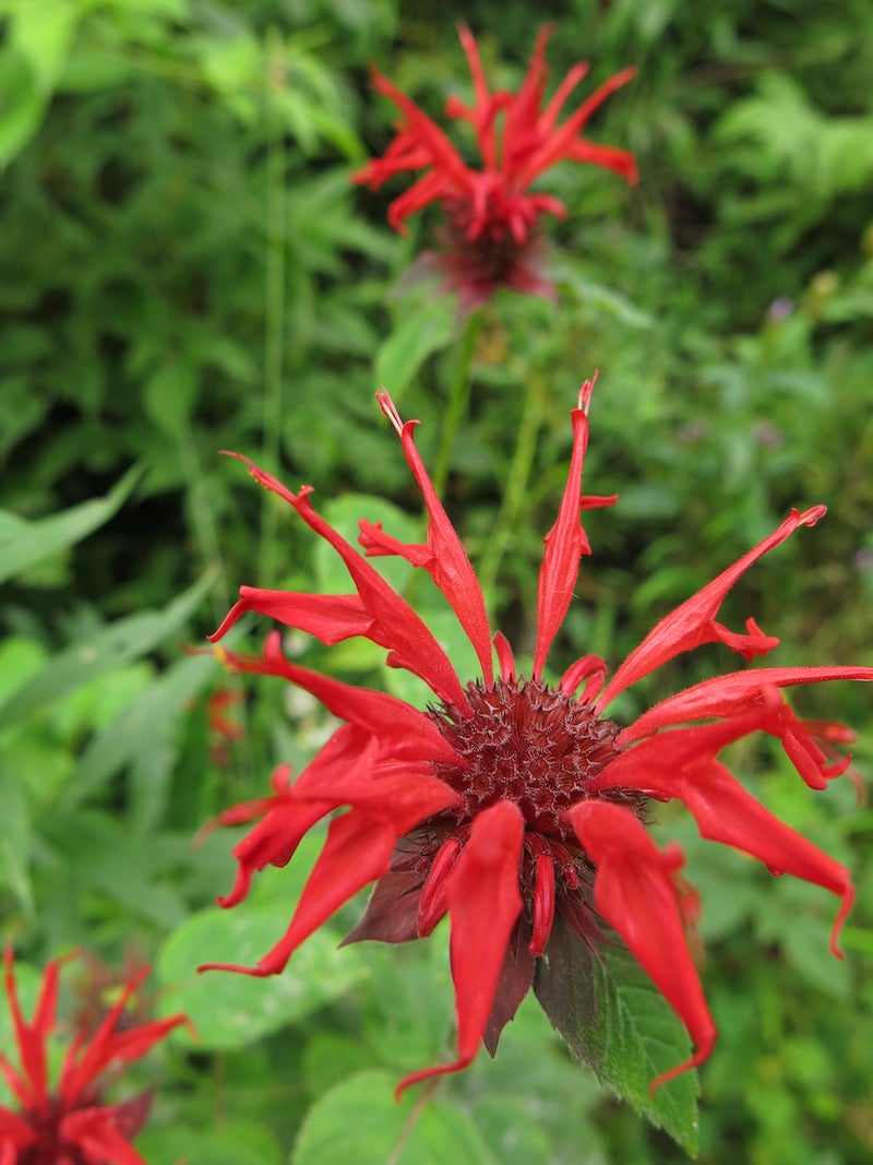 Monarda Flower seeds blooming in flower beds, containers, borders, and pollinator-friendly gardens