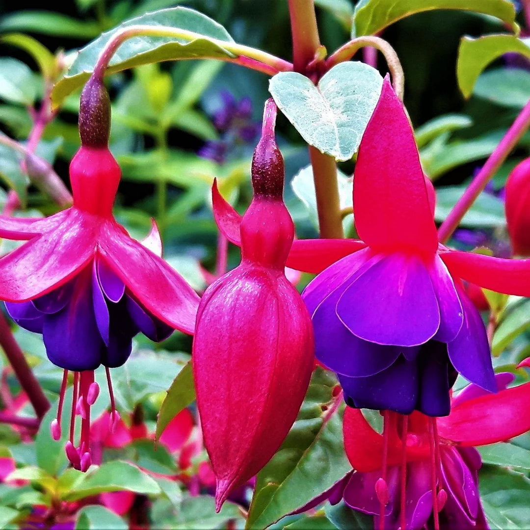 Purple Pink Fuchsia Flower Seeds for Planting Easy to Grow Heirloom & GMO Free Seeds for Home Garden
Sale
