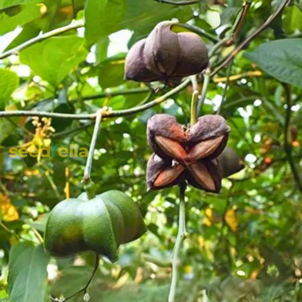 Sacha Inchi Seeds For Planting Grow Nutritious Plukenetia Volubilis At Home Plant Seeds