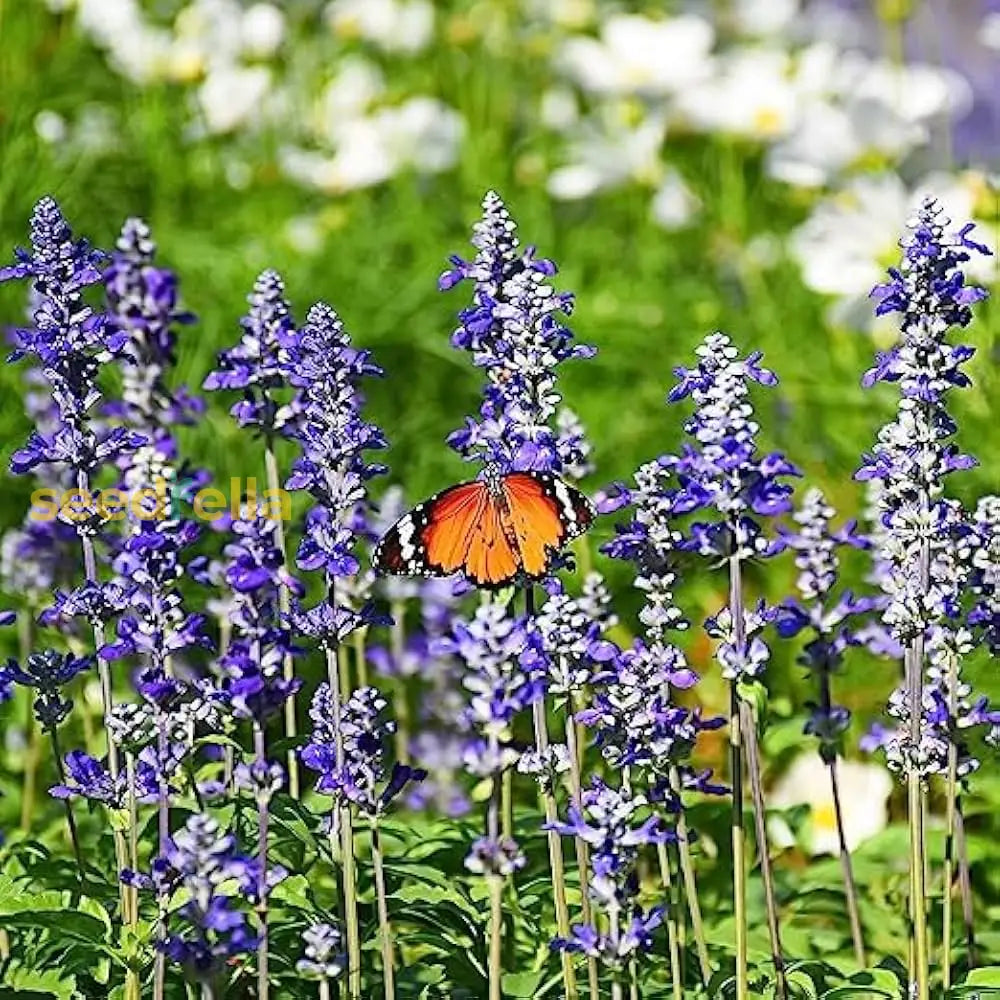 Sage Seeds For Planting Perennial Garden Beauty Flower