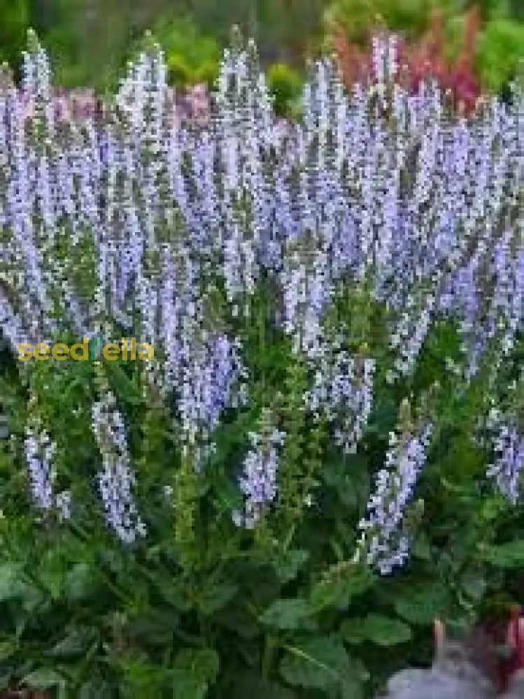Sage Seeds For Planting Perennial Garden Beauty Flower