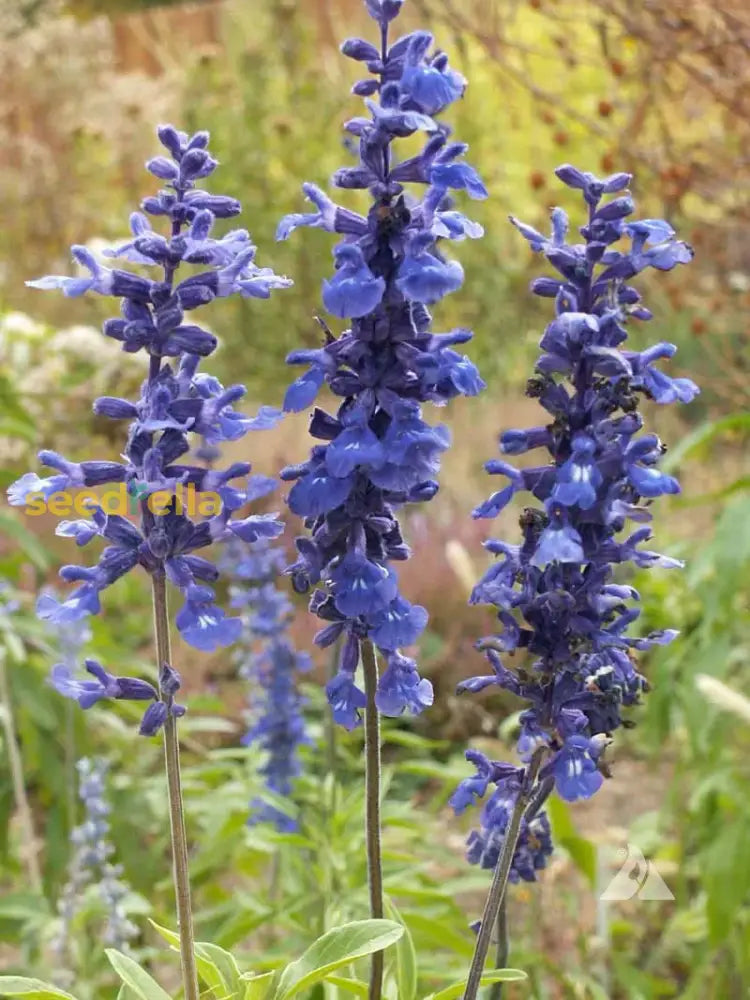 Sage Seeds For Planting Perennial Garden Beauty Flower