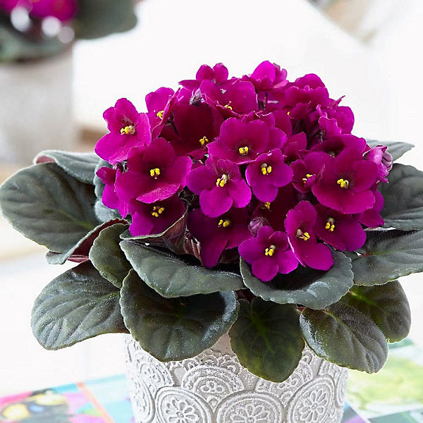 Heirloom African Violet Flower seeds for Planting Low Maintenance Heirloom & GMO Free Seeds for Home Garden
Sale