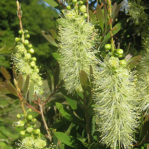 Green Callistemon Flower seeds for Planting - Vibrant Colors, Heirloom & GMO Free Seeds for Home Garden