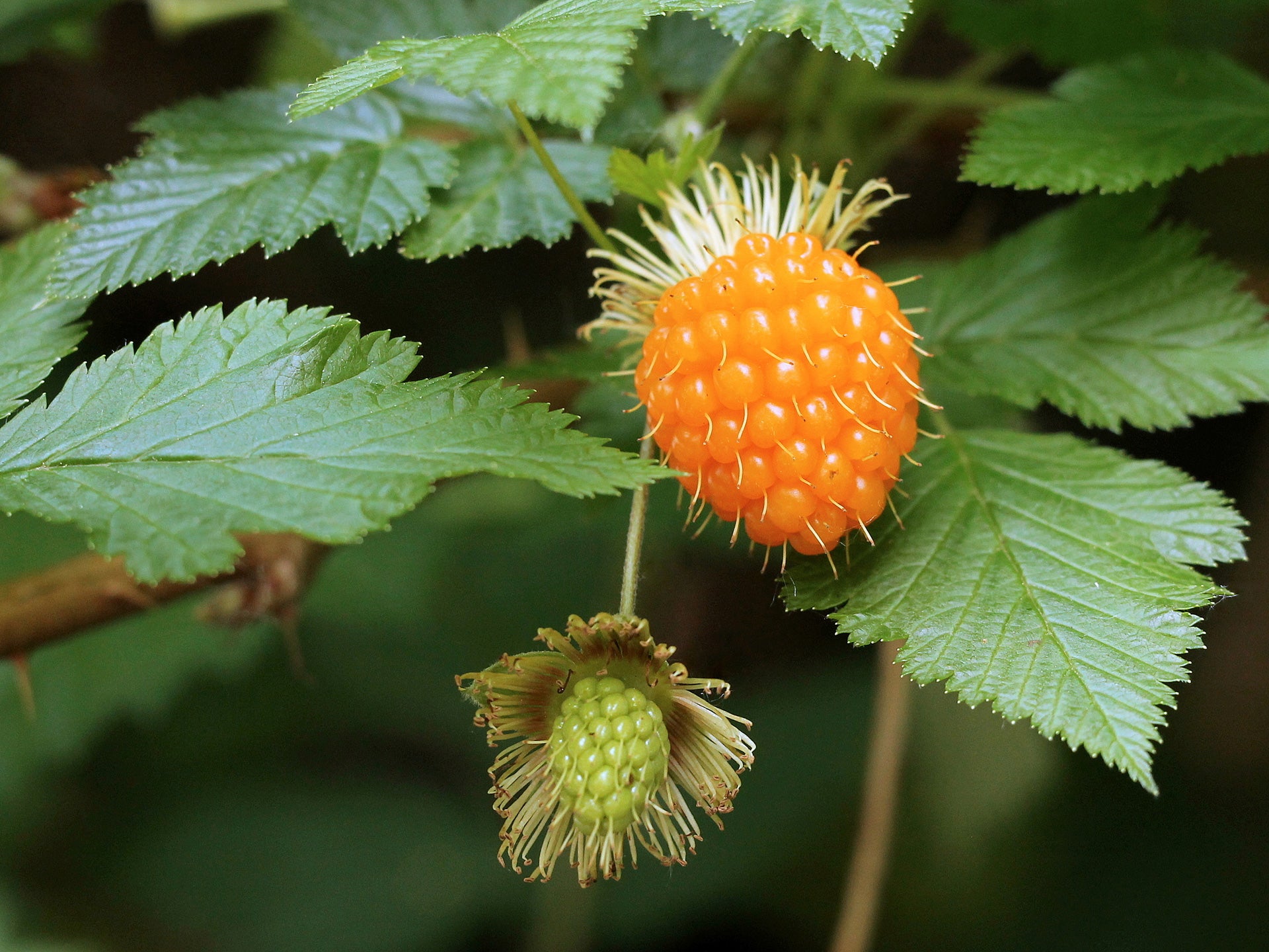 Salmonberry (Russian Raspberry) Rubus Spectabilis Fruit Seeds Perennial Fruit Seeds for Home Gardens, Raised Beds & Containers