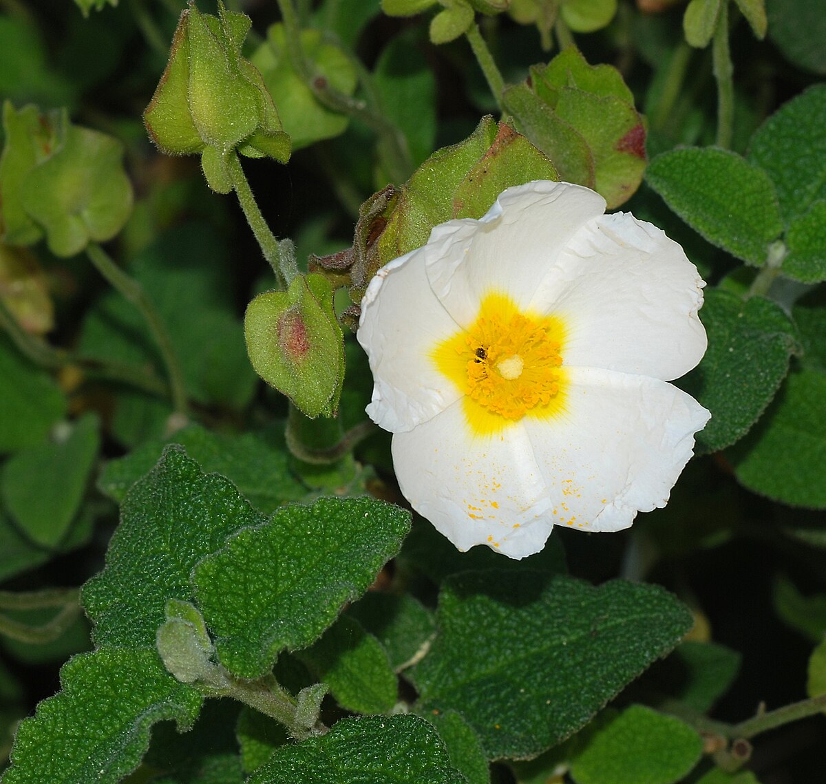 Salviifolius Cream Yellow Flower Seeds for Planting