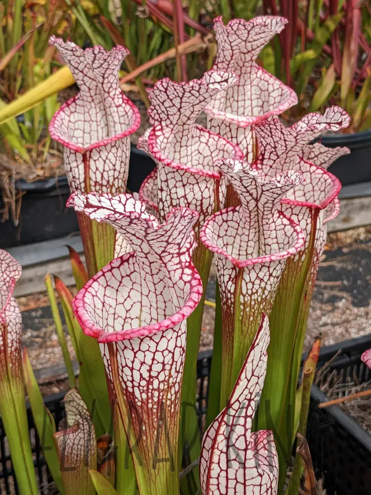 Carnivorous Flower seeds for Planting - Garden Favorite, Heirloom & GMO Free Seeds for Home Garden