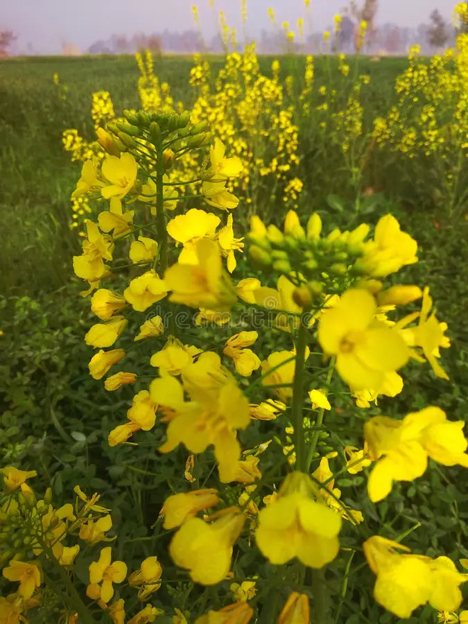 Wikipedia Flower seeds for Planting - Wildflower Mix, Heirloom & GMO Free Seeds for Home Garden
