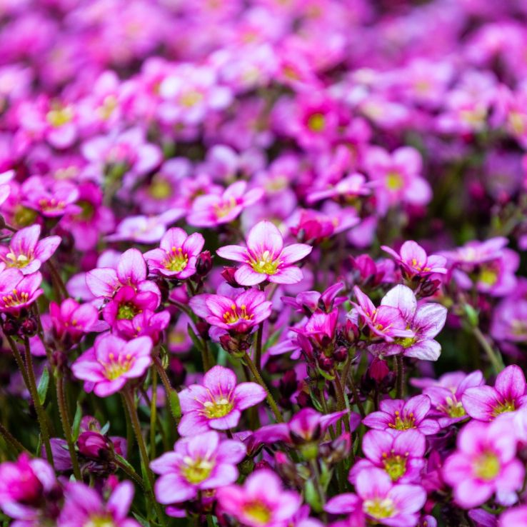 Heirloom Saxifraga Mossy Flower seeds for Planting Low Maintenance Heirloom & GMO Free Seeds for Home Garden