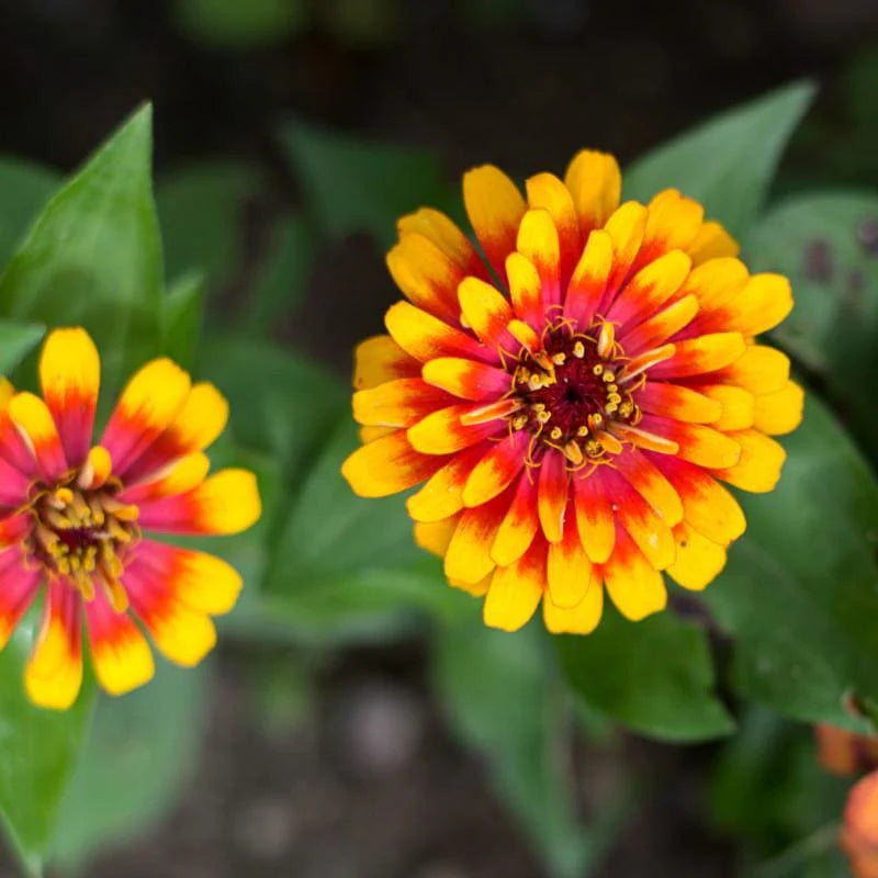 Pink Yellow Zinnia Flower seeds for Planting Bright Blooms Heirloom & GMO Free Seeds for Home Garden