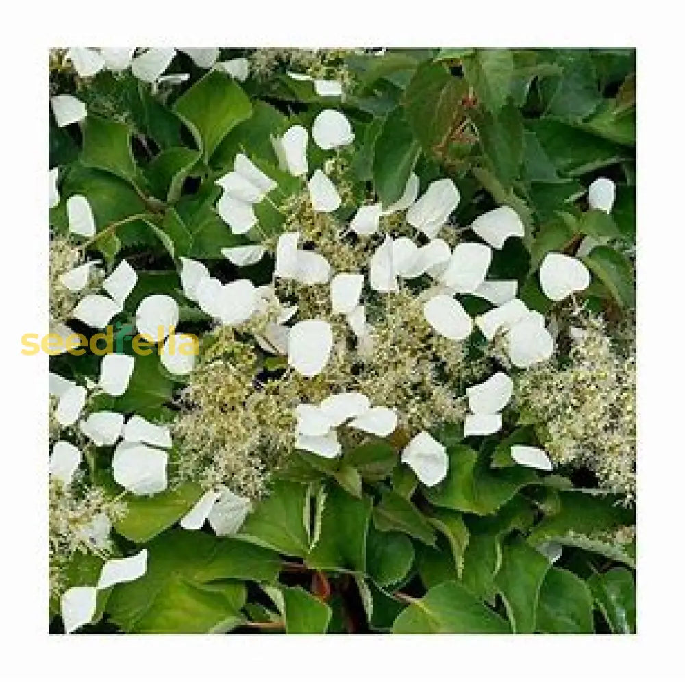 Schizophragma Plant Seeds For Easy Planting Seeds