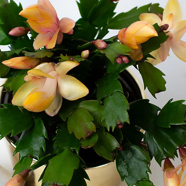 Yellow Schlumbergera seeds for vibrant indoor blooms