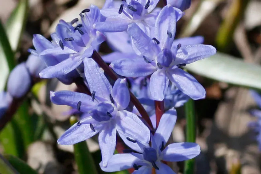 Scilla Bifolia Flower seeds for Planting - Premium Quality, Heirloom & GMO Free Seeds for Home Garden