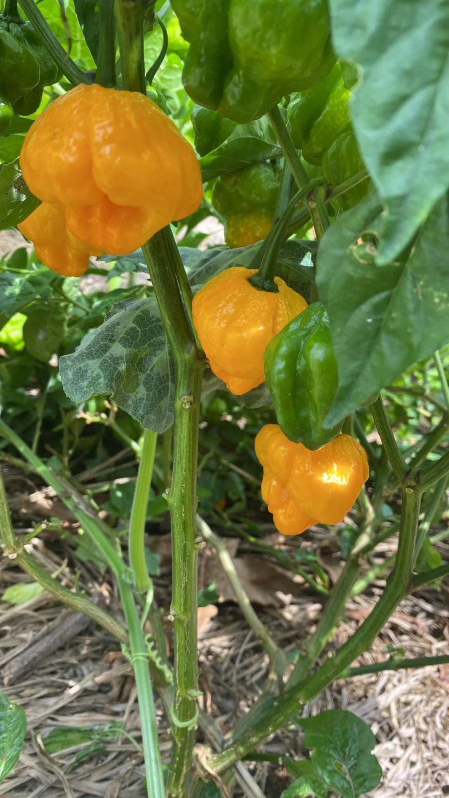 Jamaican Scotch Bonnet Pepper Seeds for Planting Hot Pepper Variety - Evergrowseeds