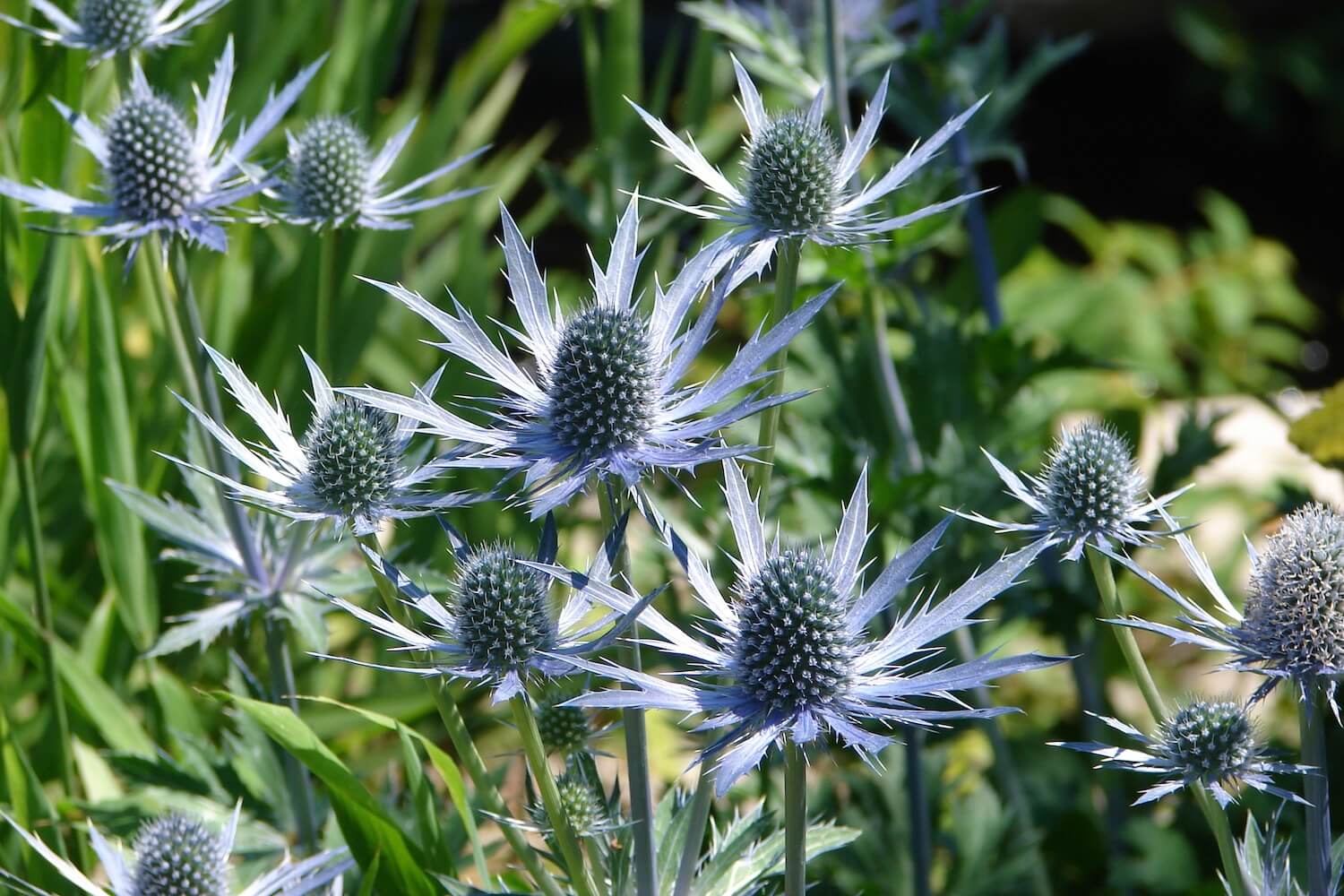 Blue Sea Holly Flower seeds for Planting - Seasonal Bloomer, Heirloom & GMO Free Seeds for Home Garden Sale