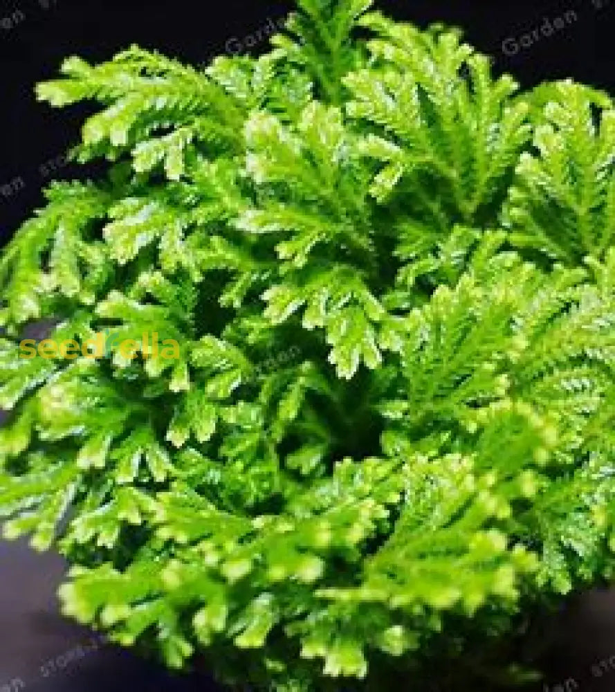 Selaginella Seeds For Easy Planting Plant Seeds