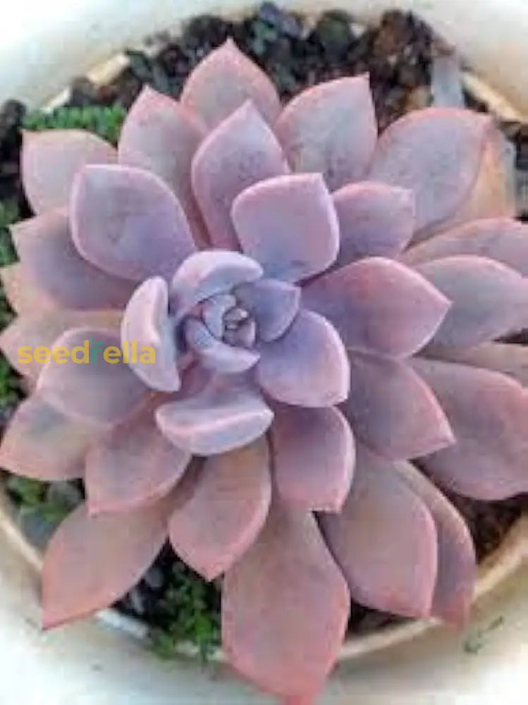 Semillas De Flores Ga For Planting Seeds Vibrant And Colorful Garden Blooms Plant Seeds