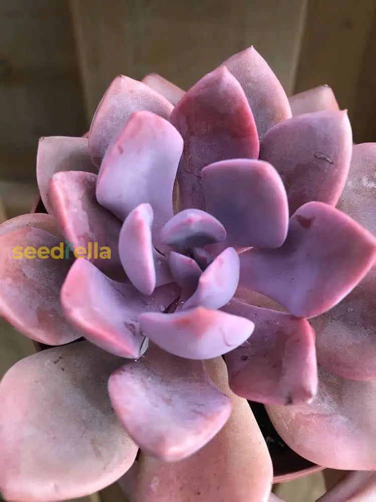 Semillas De Flores Ga For Planting Seeds Vibrant And Colorful Garden Blooms Plant Seeds