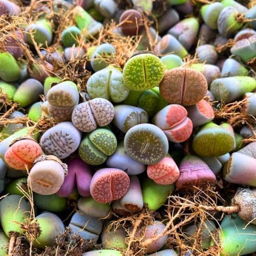 Sempervivum seeds germination seedlings