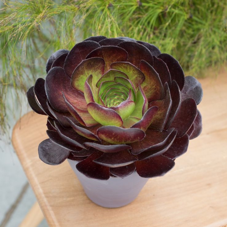 Purple Green Greenovia Flower Seeds for Planting Fragrant Blossoms Heirloom & GMO Free Seeds for Home Garden
Sale