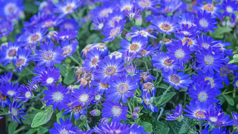 Blue Bellis Perennis Flower seeds for Planting - Hardy Variety, Heirloom & GMO Free Seeds for Home Garden