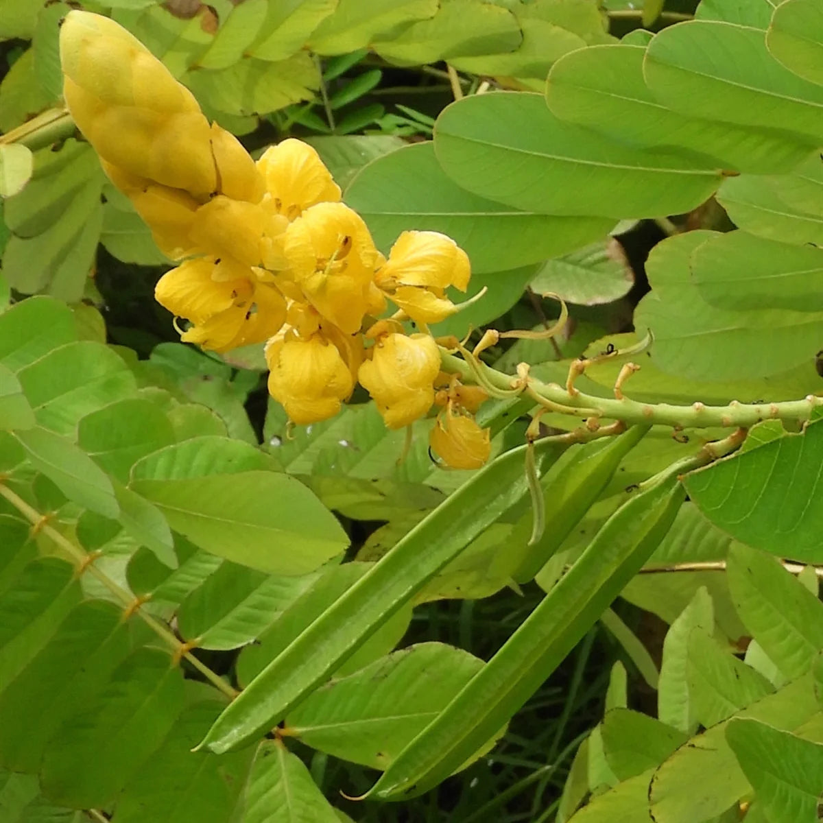 Senna Alata Flower seeds for Planting Low Maintenance Heirloom & GMO Free Seeds for Home Garden
