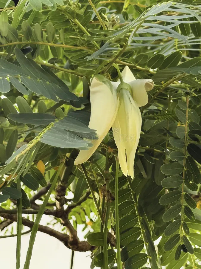 Heron Flower seeds for Planting - Long Bloom Season, Heirloom & GMO Free Seeds for Home Garden
