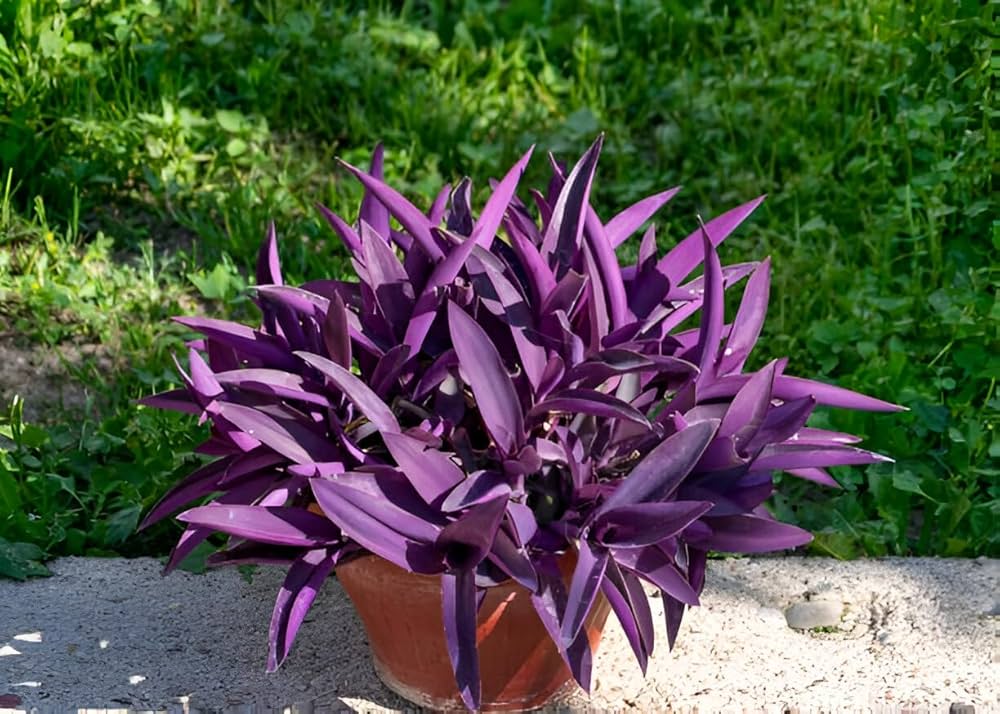 Setcreasea Plant Seeds
