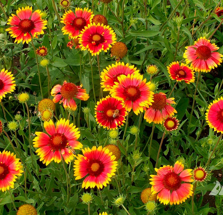 Gaillardia Aristata Flower seeds for Planting - Cut Flower Favorite, Heirloom & GMO Free Seeds for Home Garden