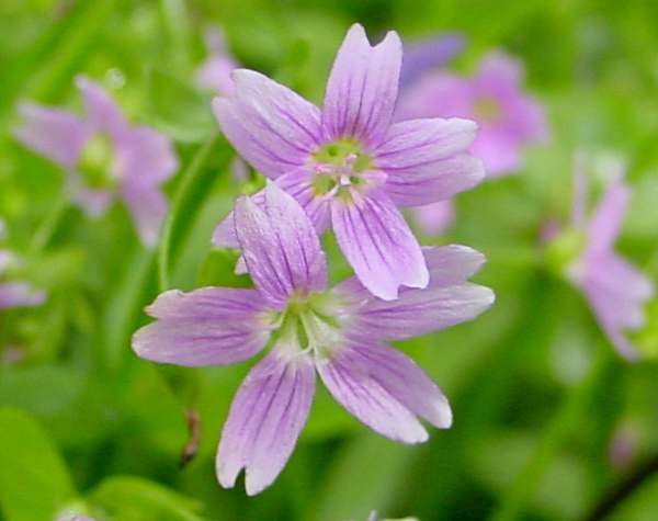 Shade Garden Claytonia Sibirica Seeds