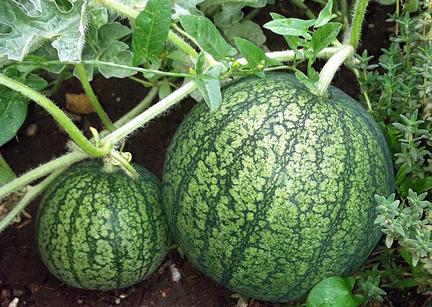 Shark Fin Melon Fruit Benincasa hispida Seeds for Planting in Vegetable Patch