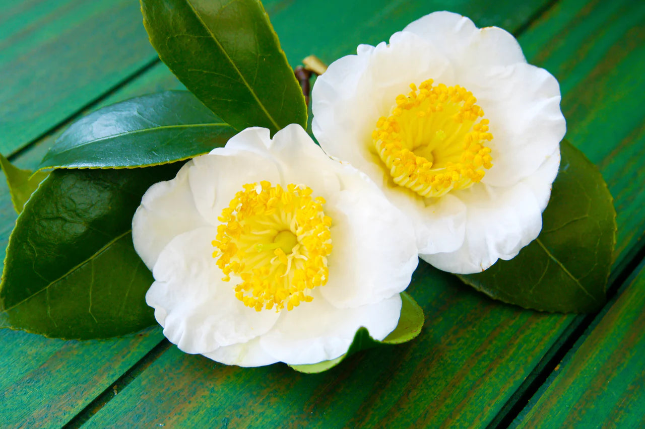 Camellia Sinensis Flower seeds for Planting - Hardy Variety, Heirloom & GMO Free Seeds for Home Garden