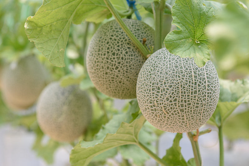 Melon Nasoloda Cucumis Melo Seeds for Planting - Perfect for Vegetable Patch & Home Garden
