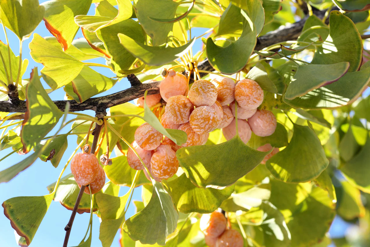 Ginkgo Seeds for Planting - Your Guide to Growth