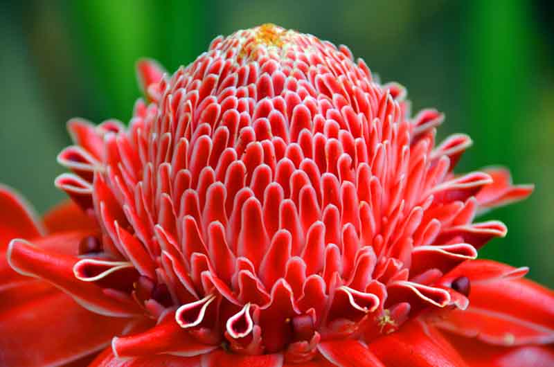 Red Etlingera Flower seeds for Planting - Compact Growth, Heirloom & GMO Free Seeds for Home Garden