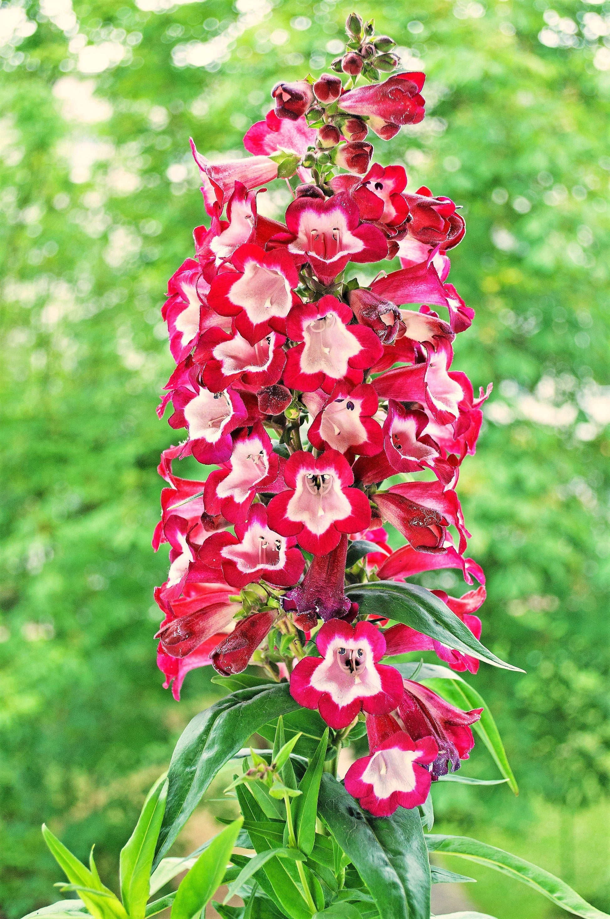 Red Penstemon Flower seeds for Planting - Long Bloom Season, Heirloom & GMO Free Seeds for Home Garden