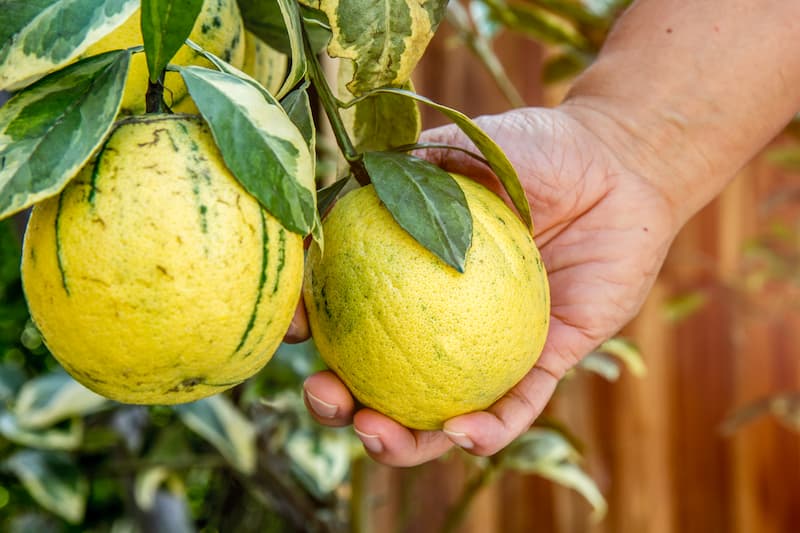 Pink Eureka Lemon Tree Seeds for Planting - Grow Your Own Citrus Delight