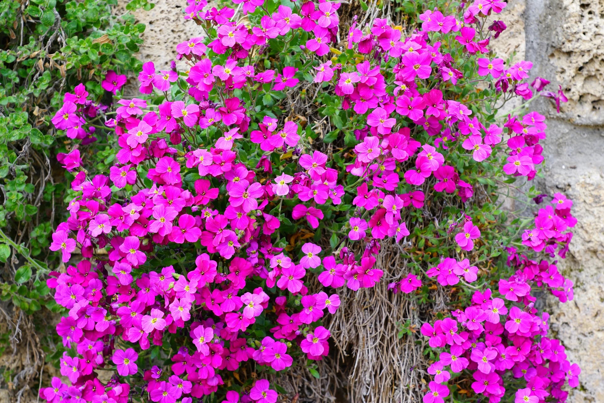 Mixed Cress Flower seeds for Planting - Vibrant Colors, Heirloom & GMO Free Seeds for Home Garden