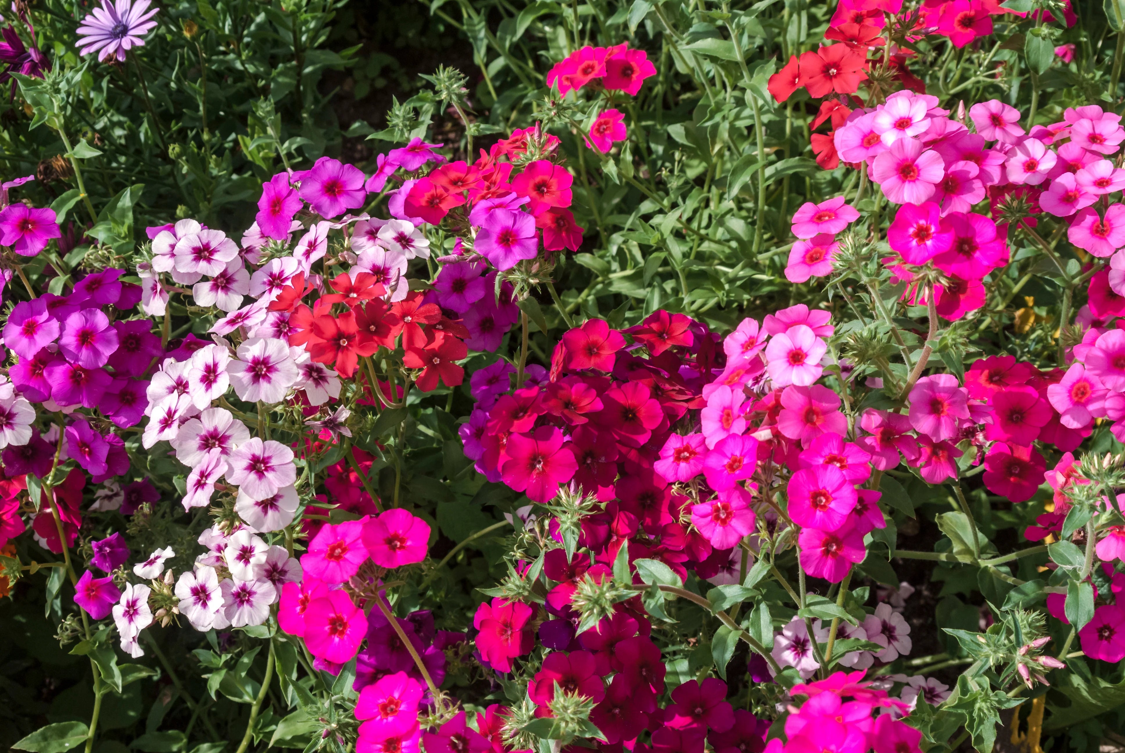Mixed Drummond Flower seeds blooming in flower beds, containers, borders, and pollinator-friendly gardens
